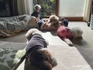 みんなのんびり穏やか時間♡

#ペットホテル
#ドッグホテル
#おうちホテル
#アットホーム
#神奈川県南足柄市
#小田原市
#松田町
#大井町
#山北町
#開成町
#箱根町
#老犬も安心
#24時間在中
#スコティッシュテリア
#トイプードル