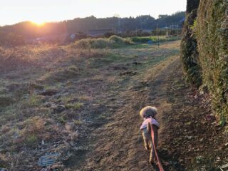 明けましておめでとうございます🎍
本年も宜しくお願いいたします🐾
にこちゃんと日の出を見ながらお散歩🌅
お迎えまでのんびりだったね☺️
また遊びに来てね╰(*´︶`*)╯♡
ありがとうございました😊
#ペットホテル
#ドッグホテル
#おうちホテル
#アットホーム