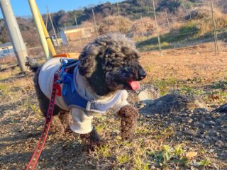 エルちゃん朝散歩も元気にルンルンだったね🎶
るぅ〜くんとはお互い我関せず🤣

#ペットホテル
#24時間在中
#おうちホテル
#スコティッシュテリア
#トイプードル