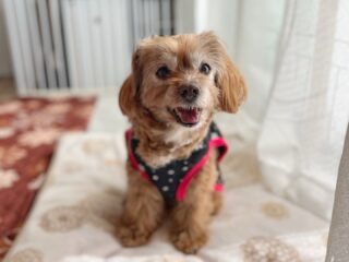 らいくんいらっしゃい❣️
のんびり過ごしてね♡
#ペットホテル
#24時間在中
#おうちホテル
#スコティッシュテリア
#MIX