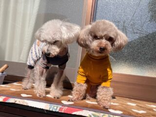 コーラくん、カールくん、クリークくん、まろんちゃんいらっしゃい❣️
暖かくて日向ぼっこ気持ちいいね〜♡
#ペットホテル
#24時間在中
#おうちホテル
#スコティッシュテリア
#トイプードル