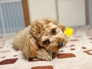 コロンちゃん今日もいっぱいおもちゃ遊びしてたね🥰
#ペットホテル
#24時間在中
#おうちホテル
#MIX
#キャバプー