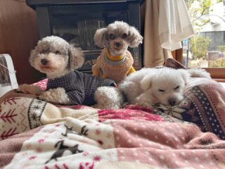 コーラくん、カールくん、クリークくん、まろんちゃんいらっしゃい❣️
今週ものんびり過ごしてね♡
#ペットホテル
#24時間在中
#おうちホテル
#スコティッシュテリア
#トイプードル