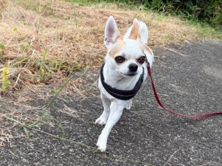カイくん少し慣れてくれてよかった☺️

また来月待ってるね╰(*´︶`*)╯♡
ありがとうございました😊

#ペットホテル#24時間在中#おうちホテル
#チワワ

〜・〜・〜・〜・〜・〜・〜・〜・〜・〜・〜
大切なご家族が安心して過ごせるように、
一頭一頭のペースに合わせて、
お家のようにリラックスできる時間を心がけています🍀

「預けるのが初めてで心配…」
そんな飼い主さまにも安心していただけるよう、愛情を込めてお預かりしています😊💕

お気軽にお問い合わせください🐾