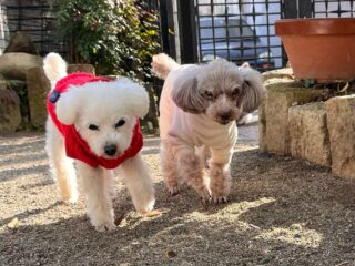 コーラくん、カールくん、クリークくん、まろんちゃんいらっしゃい❣️
今週ものんびり過ごしてね♡

#ペットホテル
#24時間在中
#おうちホテル
#スコティッシュテリア
#トイプードル