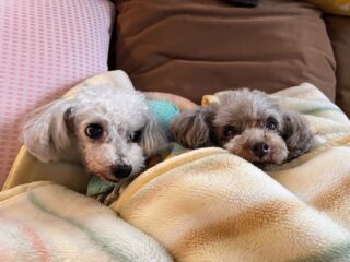 コーラくん、カールくん、クリークくん、まろんちゃんいらっしゃい❣️
日差しがなく寒いからみんな動かず🤣

#ペットホテル
#24時間在中
#おうちホテル
#スコティッシュテリア
#トイプードル