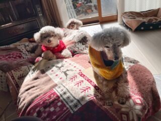 今日もほのぼの穏やか時間♡

#ペットホテル
#24時間在中
#おうちホテル
#スコティッシュテリア
#トイプードル