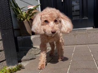 りんちゃん、ここちゃん今日ものんびりだったね☺️
また遊びに来てね╰(*´︶`*)╯♡
ありがとうございました😊
#ペットホテル
#24時間在中
#おうちホテル
#スコティッシュテリア
#トイプードル