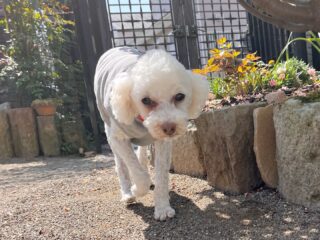 クッパくん、テツくん、ウルテくん、ミナリちゃんいらっしゃい❣️
のんびり過ごしてね♡
#ペットホテル
#24時間在中
#おうちホテル
#スコティッシュテリア
#トイプードル