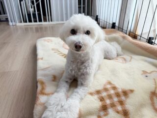 ルルちゃん本番お泊まりちょっと長いけど頑張ろう٩( ᐛ )و
練習したから落ち着くのも早かった❣️
のんびり過ごしてね☺️

#ペットホテル
#24時間在中
#おうちホテル
#スコティッシュテリア
#トイプードル