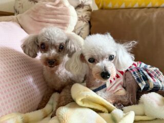 今日はコーラくん、カールくんがトリミングDAY✨
@dog_grooming_zetto 
ありがとうございました❣️
お留守番組はのんびりね☺️

#ペットホテル#24時間在中#おうちホテル
#アットホーム#トイプードル
