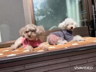 今日もほのぼの穏やか時間だったね☺️
また来週待ってるね╰(*´︶`*)╯♡
ありがとうございました😊
#ペットホテル
#ドッグホテル
#おうちホテル
#アットホーム
#神奈川県南足柄市
#小田原市
#松田町
#大井町
#山北町
#開成町
#箱根町
#老犬も安心
#24時間在中
#スコティッシュテリア
#トイプードル