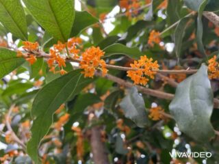 金木犀満開で良い香り❤️
日向ぼっこできなかったけどなかったのんびり穏やか時間だったね☺️
#ペットホテル
#ドッグホテル
#おうちホテル
#アットホーム
#神奈川県南足柄市
#小田原市
#松田町
#大井町
#山北町
#開成町
#箱根町
#老犬も安心
#24時間在中
#スコティッシュテリア
#トイプードル