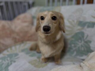 初めましてララくん❣️
日帰り練習頑張ったね!
すぐ本番お泊まりだけどまた頑張ろう💪
#ドッグホテル
#おうちホテル
#アットホーム
#神奈川県南足柄市
#小田原市
#松田町
#大井町
#山北町
#開成町
#箱根町
#老犬も安心
#24時間在中
#スコティッシュテリア
#ミニチュアダックスフント