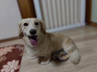 さあ!ララくん本番お泊まりのんびり頑張ろう💪
#おうちホテル
#アットホーム
#神奈川県南足柄市
#小田原市
#松田町
#大井町
#山北町
#開成町
#箱根町
#老犬も安心
#24時間在中
#スコティッシュテリア
#ミニチュアダックスフント