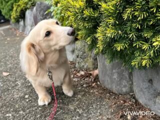 ララくん少しづつ慣れてきてへそ天でお昼寝🤣
#おうちホテル
#アットホーム
#神奈川県南足柄市
#小田原市
#松田町
#大井町
#山北町
#開成町
#箱根町
#老犬も安心
#24時間在中
#スコティッシュテリア
#ミニチュアダックスフント