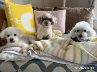 コーラくん、カールくん、クリークくん、まろんちゃんいらっしゃい❣️
今日は日差しもなく肌寒かったからみんなあまり動かず🤣
#ペットホテル
#ドッグホテル
#おうちホテル
#アットホーム
#神奈川県南足柄市
#小田原市
#松田町
#大井町
#山北町
#開成町
#箱根町
#老犬も安心
#24時間在中
#スコティッシュテリア
#トイプードル