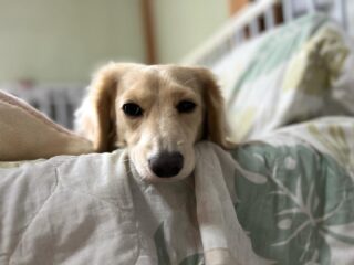 ララくんお迎えまで甘えん坊さんだったね♡
また遊びに来てね╰(*´︶`*)╯♡
ありがとうございました😊
#おうちホテル
#アットホーム
#神奈川県南足柄市
#小田原市
#松田町
#大井町
#山北町
#開成町
#箱根町
#老犬も安心
#24時間在中
#スコティッシュテリア
#ミニチュアダックスフント