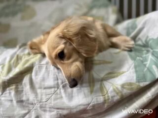 ララくん朝からダラ〜ンとソファで二度寝☺️
リラックスしてくれてるね❣️
#おうちホテル
#アットホーム
#神奈川県南足柄市
#小田原市
#松田町
#大井町
#山北町
#開成町
#箱根町
#老犬も安心
#24時間在中
#スコティッシュテリア
#ミニチュアダックスフント