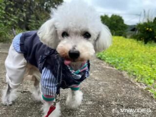 朝は雨でお散歩行けなかったけど午後からのんびり行けてよかった〜❣️
#ペットホテル
#ドッグホテル
#おうちホテル
#アットホーム
#神奈川県南足柄市
#小田原市
#松田町
#大井町
#山北町
#開成町
#箱根町
#老犬も安心
#24時間在中
#スコティッシュテリア
#トイプードル