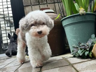 雨が降ったり止んだりの一日でほぼ寝て曜日
止んだ合間にお庭には出れたね❣️
#ペットホテル
#ドッグホテル
#おうちホテル
#アットホーム
#神奈川県南足柄市
#小田原市
#松田町
#大井町
#山北町
#開成町
#箱根町
#老犬も安心
#24時間在中
#スコティッシュテリア
#トイプードル