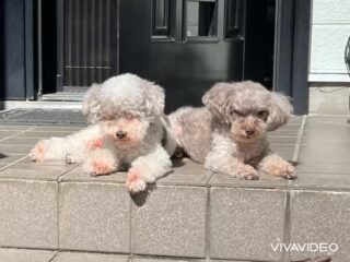 秋晴れ〜気持ち良さそうに日向ぼっこしてたね♡
また来週待ってるね╰(*´︶`*)╯♡
ありがとうございました😊
#ペットホテル
#ドッグホテル
#おうちホテル
#アットホーム
#神奈川県南足柄市
#小田原市
#松田町
#大井町
#山北町
#開成町
#箱根町
#老犬も安心
#24時間在中
#スコティッシュテリア
#トイプードル