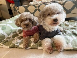 今日も雨で寒くみんな動かず💦
明日は晴れ予報☀️期待!!
#ペットホテル
#ドッグホテル
#おうちホテル
#アットホーム
#神奈川県南足柄市
#小田原市
#松田町
#大井町
#山北町
#開成町
#箱根町
#老犬も安心
#24時間在中
#スコティッシュテリア
#トイプードル