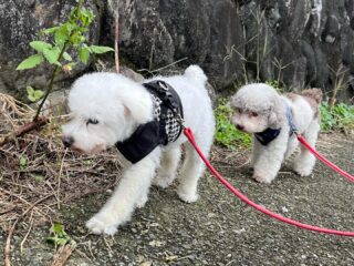 コーラくん、カールくん、クリークくん、まろんちゃんいらっしゃい❣️
排泄が終わると玄関集合!
肌寒いからね💦
#ペットホテル
#ドッグホテル
#おうちホテル
#アットホーム
#神奈川県南足柄市
#小田原市
#松田町
#大井町
#山北町
#開成町
#箱根町
#老犬も安心
#24時間在中
#スコティッシュテリア
#トイプードル