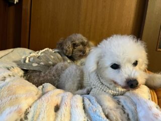 みんな寒くてプルプルだったね💦💦
あまり動かず寝て曜日😴
#ペットホテル
#ドッグホテル
#おうちホテル
#アットホーム
#神奈川県南足柄市
#小田原市
#松田町
#大井町
#山北町
#開成町
#箱根町
#老犬も安心
#24時間在中
#スコティッシュテリア
#トイプードル