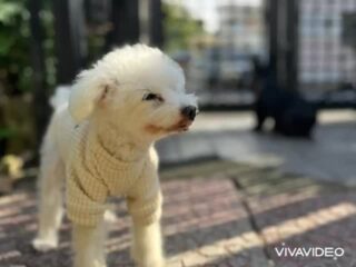 日差しが出たのは午後🤣
でもお散歩もお庭にも出れたからみんな嬉しそうだったね♡
#ペットホテル
#ドッグホテル
#おうちホテル
#アットホーム
#神奈川県南足柄市
#小田原市
#松田町
#大井町
#山北町
#開成町
#箱根町
#老犬も安心
#24時間在中
#スコティッシュテリア
#トイプードル