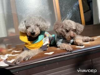 午前中は日向ぼっこできてよかった〜
雨降る前にお散歩も行けたね❣️
#ペットホテル
#ドッグホテル
#おうちホテル
#アットホーム
#神奈川県南足柄市
#小田原市
#松田町
#大井町
#山北町
#開成町
#箱根町
#老犬も安心
#24時間在中
#スコティッシュテリア
#トイプードル