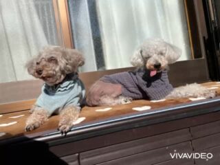 マッタリ日向ぼっこしてお散歩ものんびり行けたね♡
#ペットホテル
#ドッグホテル
#おうちホテル
#アットホーム
#神奈川県南足柄市
#小田原市
#松田町
#大井町
#山北町
#開成町
#箱根町
#老犬も安心
#24時間在中
#スコティッシュテリア
#トイプードル