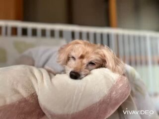 モモちゃん今日は少しお疲れ模様あまり遊ばずのんびりお昼寝してたね☺️
#ペットホテル
#ドッグホテル
#おうちホテル
#アットホーム
#神奈川県南足柄市
#小田原市
#松田町
#大井町
#山北町
#開成町
#箱根町
#老犬も安心
#24時間在中
#スコティッシュテリア
#トイプードル