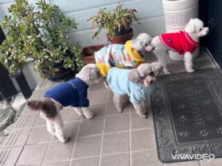 今日はドンヨリ曇空でみんなもドンヨリだったね🤣
また来週待ってるね╰(*´︶`*)╯♡
ありがとうございました😊
#ペットホテル
#ドッグホテル
#おうちホテル
#アットホーム
#神奈川県南足柄市
#小田原市
#松田町
#大井町
#山北町
#開成町
#箱根町
#老犬も安心
#24時間在中
#スコティッシュテリア
#トイプードル