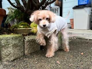 モモちゃんお泊り頑張ったね❣️
最終日雨で残念だったけどのんびり過ごしてくれたね♡
また遊びに来てね╰(*´︶`*)╯♡
ありがとうございました😊
#ペットホテル
#ドッグホテル
#おうちホテル
#アットホーム
#神奈川県南足柄市
#小田原市
#松田町
#大井町
#山北町
#開成町
#箱根町
#老犬も安心
#24時間在中
#スコティッシュテリア
#トイプードル