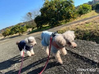 コーラくん、カールくん、クリークくん、まろんちゃんいらっしゃい❣️
今週ものんびり過ごしてね♡
#ペットホテル
#ドッグホテル
#おうちホテル
#アットホーム
#神奈川県南足柄市
#小田原市
#松田町
#大井町
#山北町
#開成町
#箱根町
#老犬も安心
#24時間在中
#スコティッシュテリア
#トイプードル
