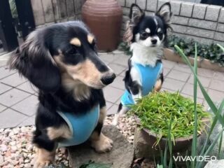 てつくん、さくくん本番お泊まり頑張ろう٩( ᐛ )و
ワチャワチャ元気っ子達いっぱい遊んではしゃいで電池切れ🤣
楽しんでくれてよかった☺️
#おうちホテル
#アットホーム
#神奈川県南足柄市
#小田原市
#松田町
#大井町
#山北町
#開成町
#箱根町
#老犬も安心
#24時間在中
#スコティッシュテリア
#ミニチュアダックスフント
#チワワ