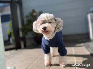 暖かいからのんびり日向ぼっこしたいけど黄砂が...この辺は少ないみたいだけど😭
#ペットホテル
#ドッグホテル
#おうちホテル
#アットホーム
#神奈川県南足柄市
#小田原市
#松田町
#大井町
#山北町
#開成町
#箱根町
#老犬も安心
#24時間在中
#スコティッシュテリア
#トイプードル