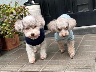 雨がポツポツ...寒くみんなテンション⤵︎
お部屋で寝るしかないとばかりにお昼寝(笑)
のんびりだったね♡
#ペットホテル
#ドッグホテル
#おうちホテル
#アットホーム
#神奈川県南足柄市
#小田原市
#松田町
#大井町
#山北町
#開成町
#箱根町
#老犬も安心
#24時間在中
#スコティッシュテリア
#トイプードル
