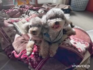 コーラくん、カールくん、クリークくん、まろんちゃんいらっしゃい❣️
昼間は暖かかくみんな気持ち良さそうにお昼寝😴
お散歩も暖かい時にのんびりね♡
#ペットホテル
#ドッグホテル
#おうちホテル
#アットホーム
#神奈川県南足柄市
#小田原市
#松田町
#大井町
#山北町
#開成町
#箱根町
#老犬も安心
#24時間在中
#スコティッシュテリア
#トイプードル