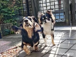 朝からワチャワチャ元気っ子てつくん、さくくん❣️
お庭でも落ち葉🍂で遊ぶ🤣
元気で良きです♡
また遊びに来てね╰(*´︶`*)╯♡
ありがとうございました😊
#おうちホテル
#アットホーム
#神奈川県南足柄市
#小田原市
#松田町
#大井町
#山北町
#開成町
#箱根町
#老犬も安心
#24時間在中
#スコティッシュテリア
#ミニチュアダックスフント
#チワワ