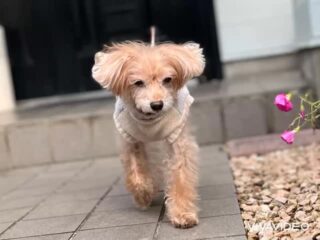 モモちゃん今日もいっぱい遊んで疲れたらお昼寝してのんびり♡
#ペットホテル
#ドッグホテル
#おうちホテル
#アットホーム
#神奈川県南足柄市
#小田原市
#松田町
#大井町
#山北町
#開成町
#箱根町
#老犬も安心
#24時間在中
#スコティッシュテリア
#トイプードル