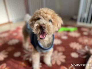 いらっしゃいパックくん❣️
日帰り練習頑張ろう😆
楽しそうにおもちゃ遊びしてルンルンでお散歩してくれたね❣️
次回本番お泊まりも頑張ろう٩( ᐛ )و
#ペットホテル
#ドッグホテル
#おうちホテル
#アットホーム
#神奈川県南足柄市
#小田原市
#松田町
#大井町
#山北町
#開成町
#箱根町
#老犬も安心
#24時間在中
#スコティッシュテリア
#トイプードル