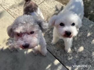 コーラくん、カールくん、クリークくん、まろんちゃんいらっしゃい❣️
今日は暖かくてみんな活発テンション⤴︎😆
#ペットホテル
#ドッグホテル
#おうちホテル
#アットホーム
#神奈川県南足柄市
#小田原市
#松田町
#大井町
#山北町
#開成町
#箱根町
#老犬も安心
#24時間在中
#スコティッシュテリア
#トイプードル