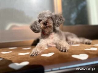 今日ものんびりだったね〜
穏やか時間♡
#ペットホテル
#ドッグホテル
#おうちホテル
#アットホーム
#神奈川県南足柄市
#小田原市
#松田町
#大井町
#山北町
#開成町
#箱根町
#老犬も安心
#24時間在中
#スコティッシュテリア
#トイプードル