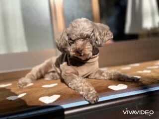 気持ち良さそうに日向ぼっこ☀️
お散歩ものんびりだったね♡
#ペットホテル
#ドッグホテル
#おうちホテル
#アットホーム
#神奈川県南足柄市
#小田原市
#松田町
#大井町
#山北町
#開成町
#箱根町
#老犬も安心
#24時間在中
#スコティッシュテリア
#トイプードル