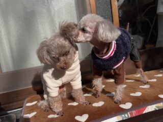 今日もみんな気持ち良さそうにお昼寝😴
ほのぼの☺️

また遊びに来てね╰(*´︶`*)╯♡
ありがとうございました😊

#ペットホテル
#24時間在中
#おうちホテル
#スコティッシュテリア
#トイプードル