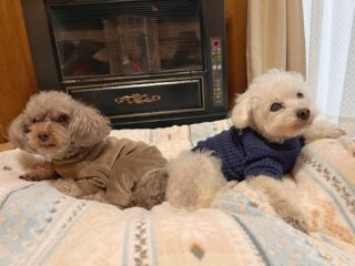 今日はさむ〜い!
みんなもストーブ前から動かず🤣
#ペットホテル
#24時間在中
#おうちホテル
#スコティッシュテリア
#トイプードル