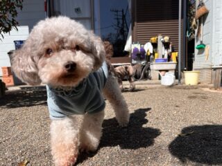 今日はお庭でものんびりしてたね☺️
#ペットホテル
#24時間在中
#おうちホテル
#スコティッシュテリア
#トイプードル