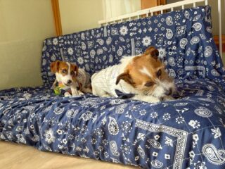 つぶちゃん、ポンくんいらっしゃい❣️
ポンくんの練習に付き添いのつぶちゃんさすがお姉ちゃん落ち着くの早い👏
ポンくんはまだまだ伸びしろあるからね!
頑張ろう٩( ᐛ )و
#ペットホテル
#ドッグホテル
#おうちホテル
#スコティッシュテリア
#ジャックラッセルテリア